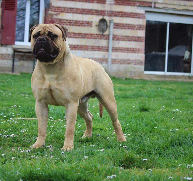 Tyson Des Sentinelles Des Essarts