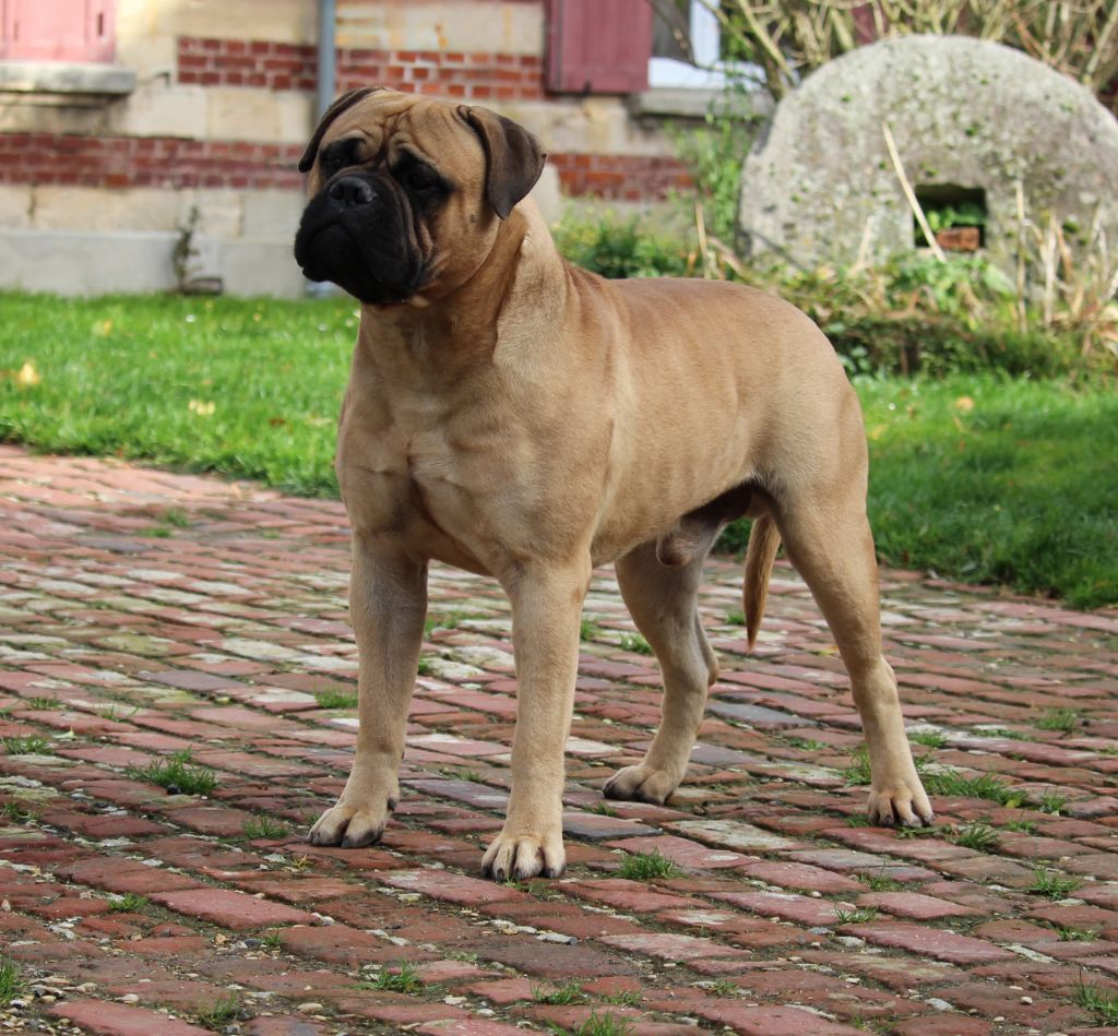 Tyson Des Sentinelles Des Essarts