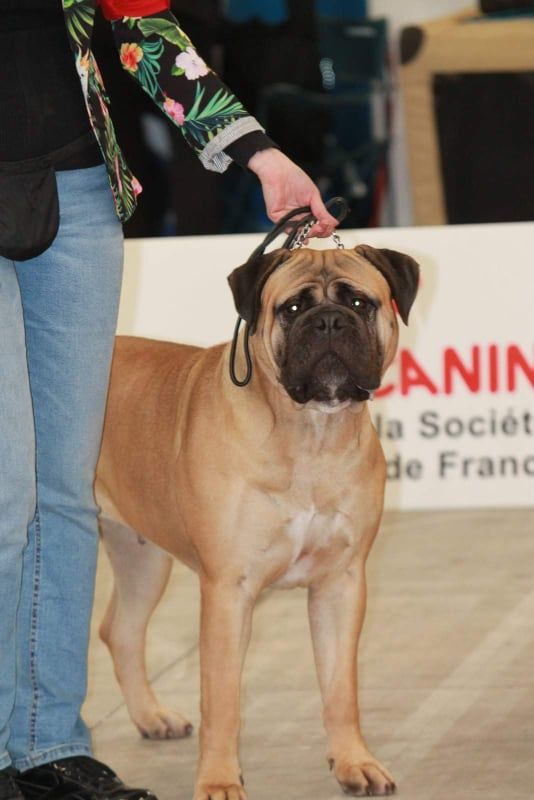 CH. Rita ora Des Sentinelles Des Essarts