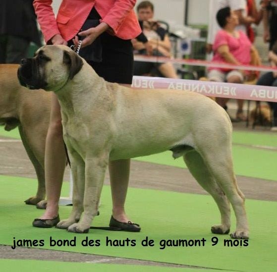 CH. James bond des Hauts de Gaumont