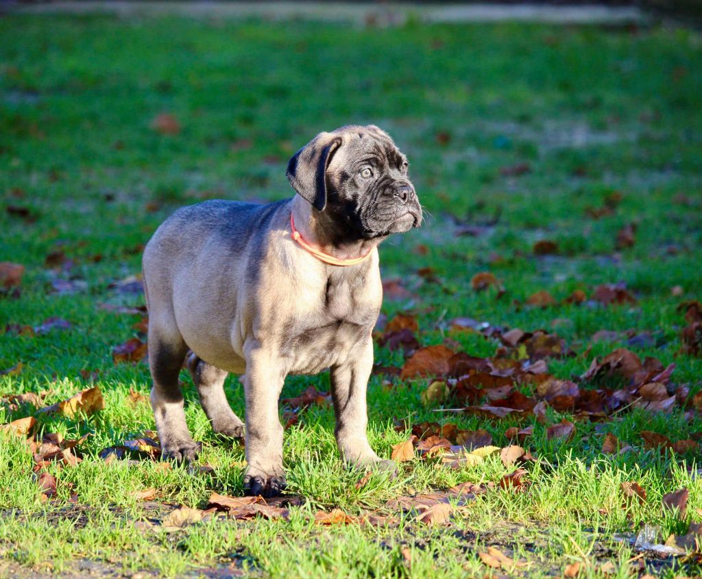 Des Sentinelles Des Essarts - Chiot disponible  - Bullmastiff