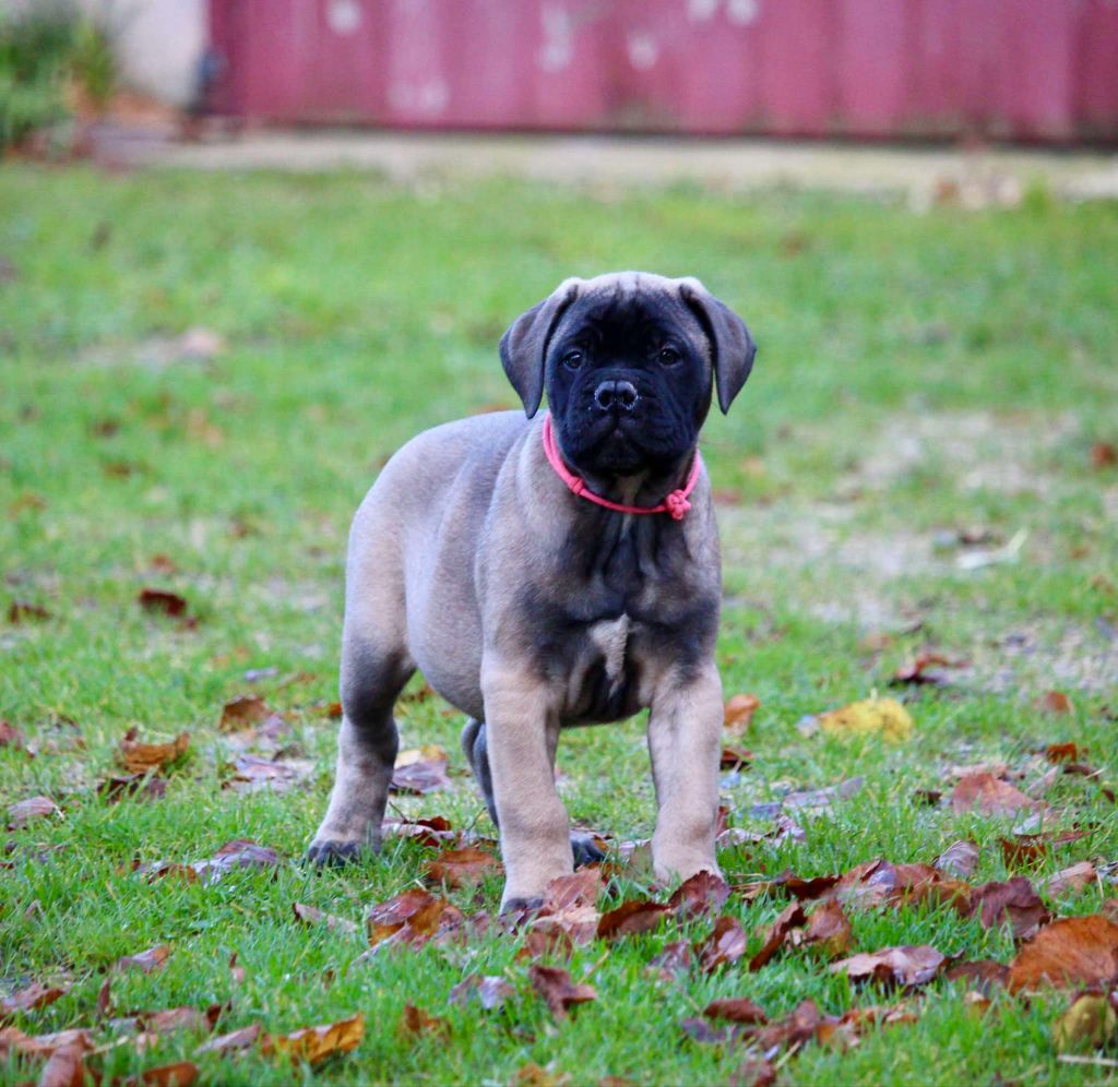 Des Sentinelles Des Essarts - Chiot disponible  - Bullmastiff