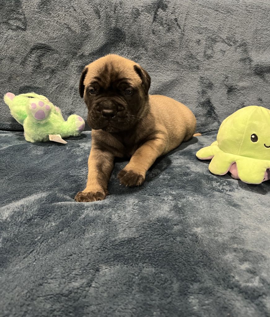 Des Sentinelles Des Essarts - Chiot disponible  - Bullmastiff