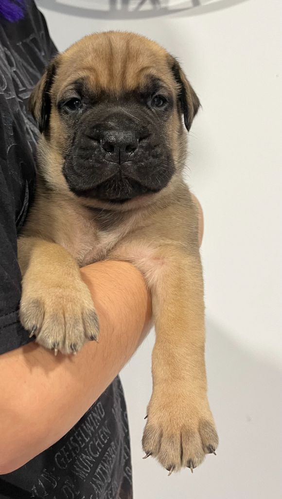 Des Sentinelles Des Essarts - Chiot disponible  - Bullmastiff