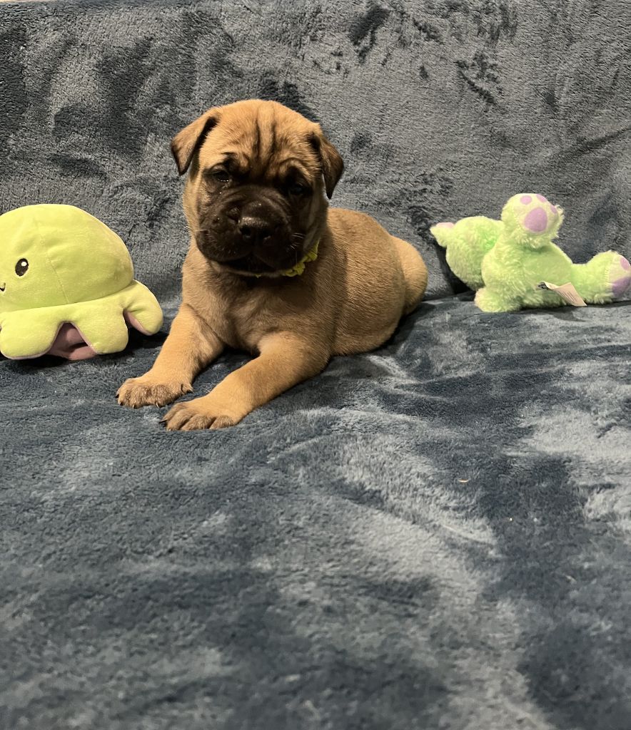 Des Sentinelles Des Essarts - Chiot disponible  - Bullmastiff