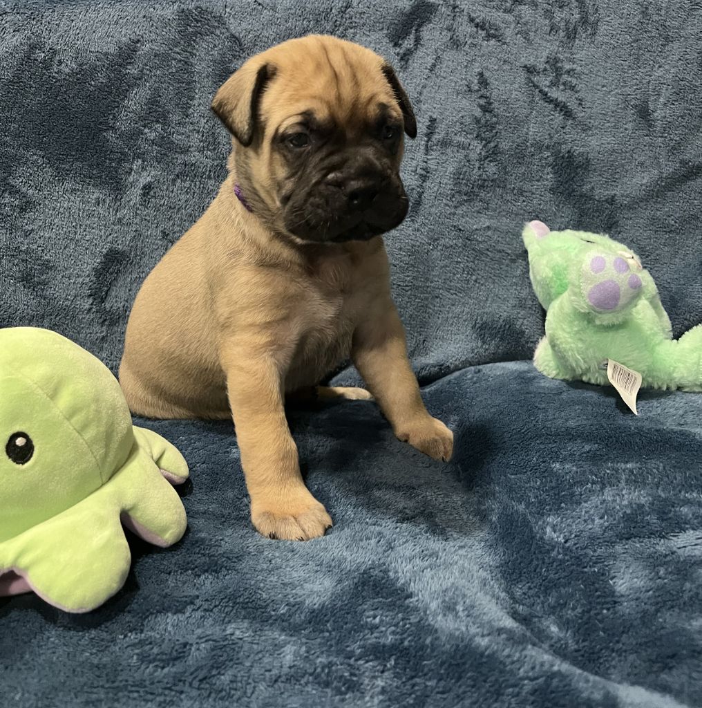 Des Sentinelles Des Essarts - Chiot disponible  - Bullmastiff