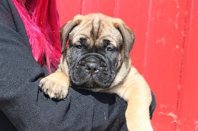 CHIOT collier jaune