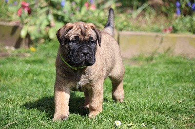 CHIOT collier jaune