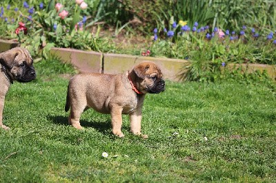 CHIOT collier orange