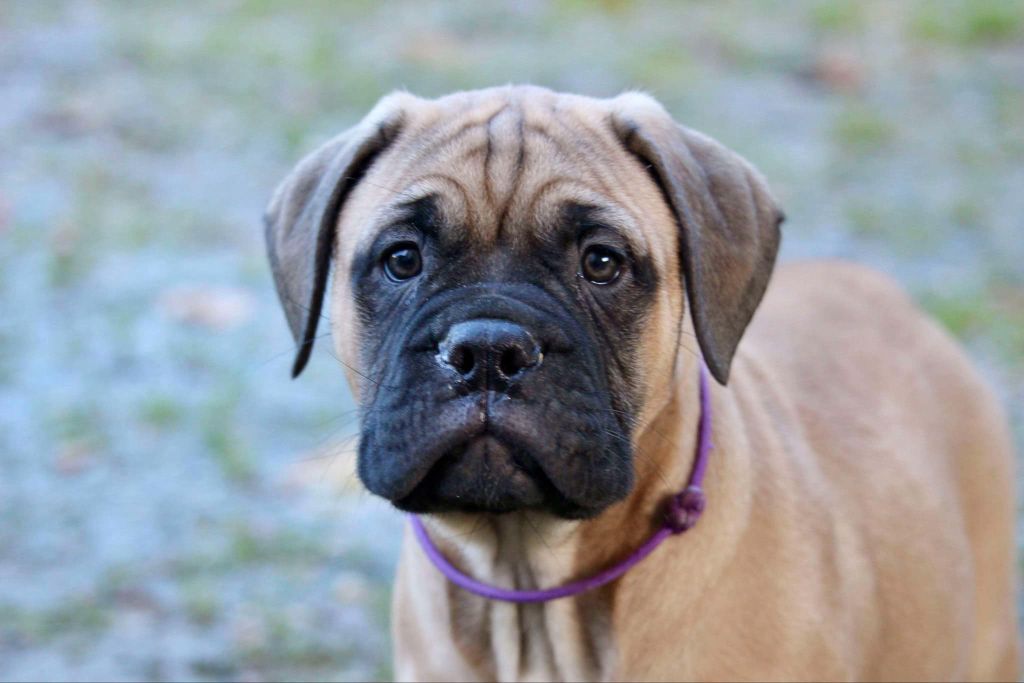 Des Sentinelles Des Essarts - Chiot disponible  - Bullmastiff