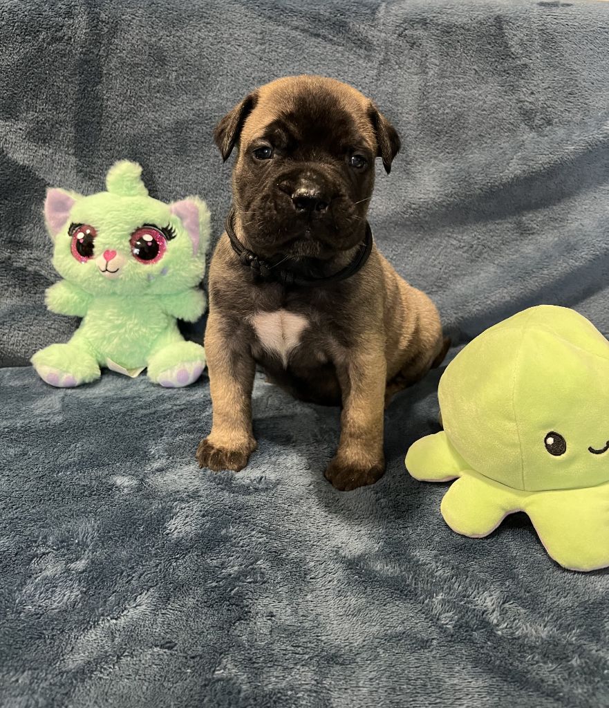 Des Sentinelles Des Essarts - Chiot disponible  - Bullmastiff