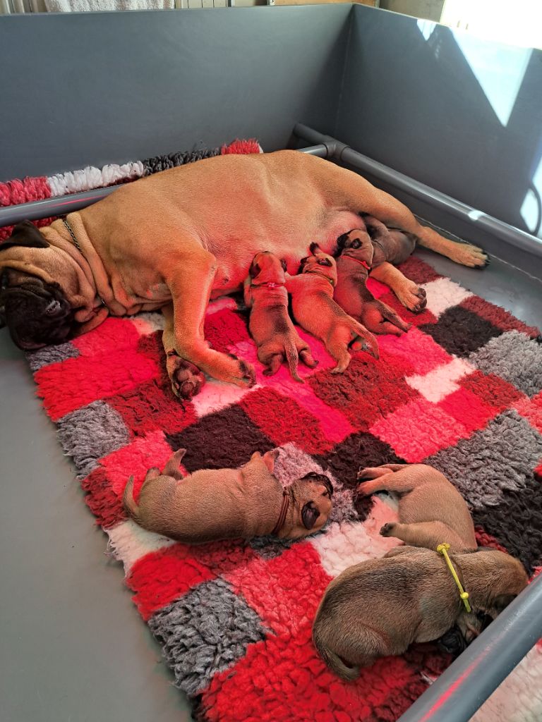 chiot Bullmastiff Des Sentinelles Des Essarts