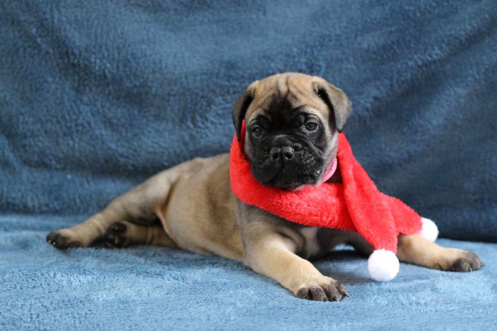 Des bébés arrivent début décembre 2025