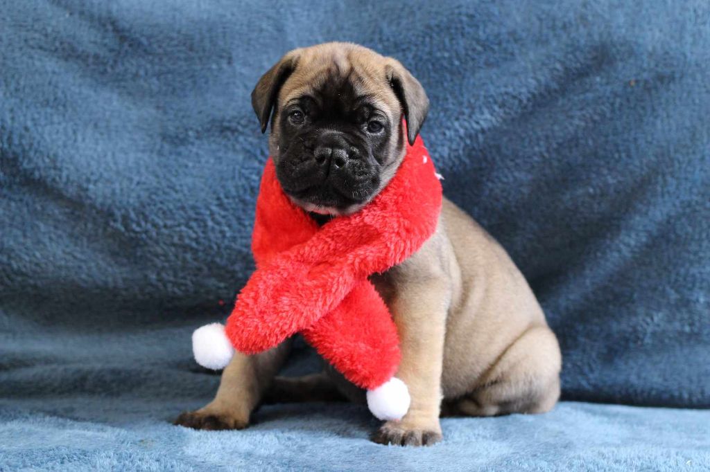 Chiots 2024 Romy RIO