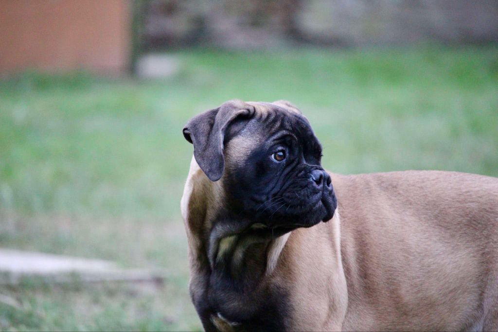 Des Sentinelles Des Essarts - Chiots disponibles - Bullmastiff